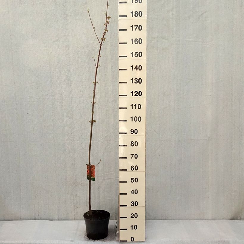 Arce de Canadá - Acer rubrum Maceta 7,5L/10L Ejemplar entregado en la primavera
