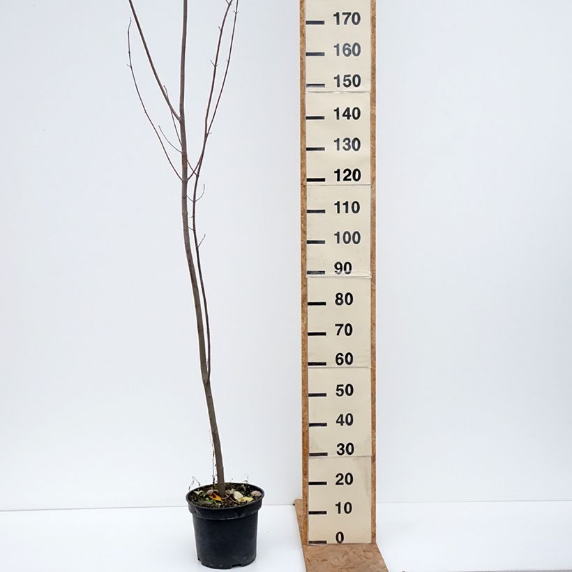 Ejemplar de Arce de Canadá - Acer rubrum Maceta 7,5L/10L entregado en otoño