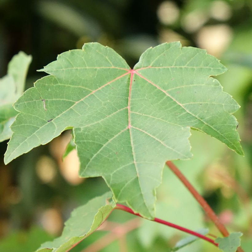 Arce de Canadá - Acer rubrum (Follaje)