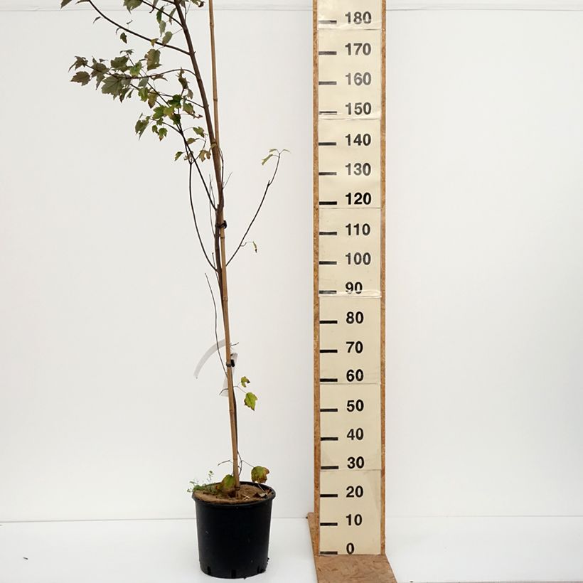 Ejemplar de Acer rubrum Summer Red Maceta 12L/15L entregado en otoño