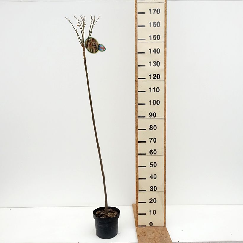 Ejemplar de Acer pseudoplatanus Brilliantissimum - Arce blanco Maceta 4L/5L entregado en otoño