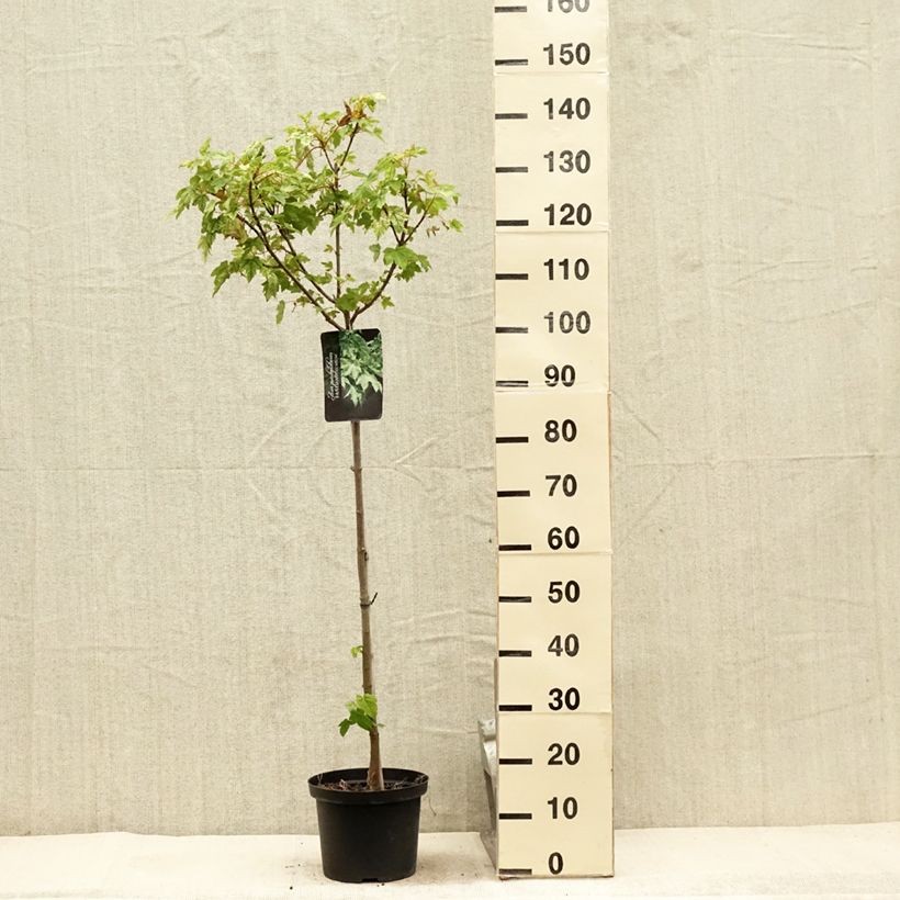 Ejemplar de Acer pseudoplatanus Brilliantissimum - Arce blanco Maceta 4L/5L entregado en verano