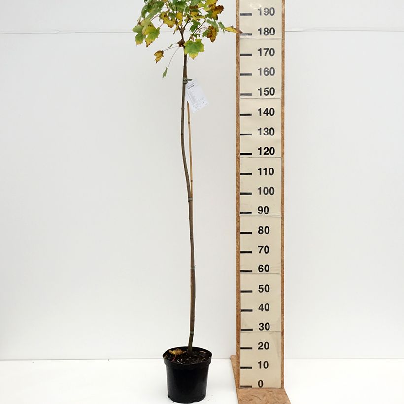 Ejemplar de Acer pseudoplatanus Leat's Cottage - Arce blanco Maceta 7,5L/10L entregado en otoño