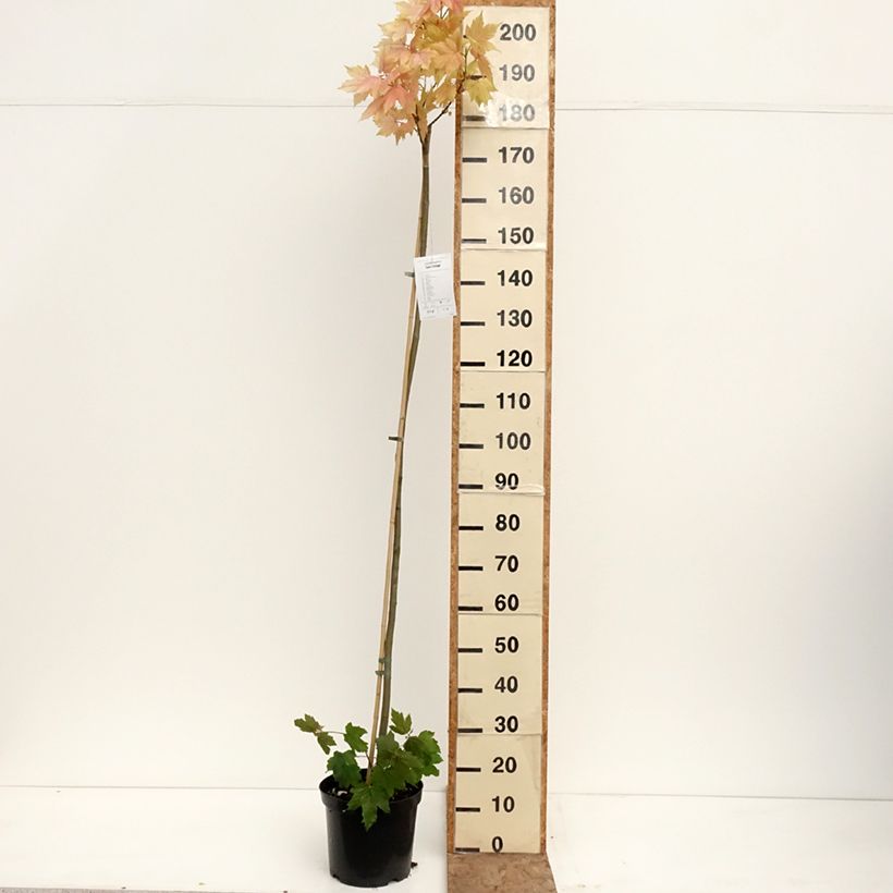 Acer pseudoplatanus Leat's Cottage - Arce blanco Maceta 7,5L/10L, Tallo Ejemplar entregado en la primavera