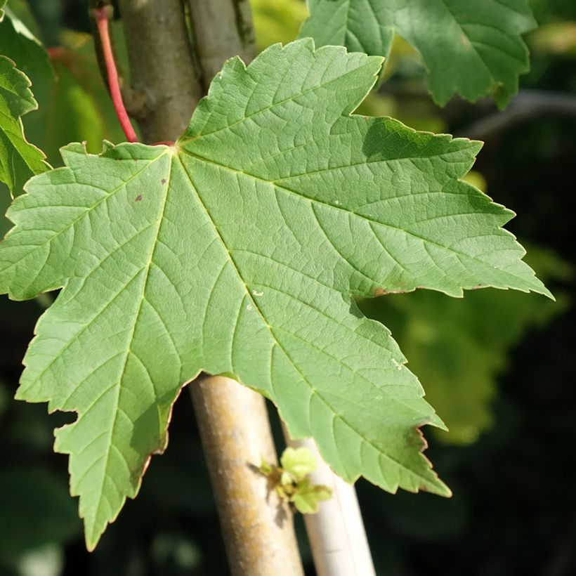 Acer pseudoplatanus Simon-Louis Frères - Arce blanco (Follaje)