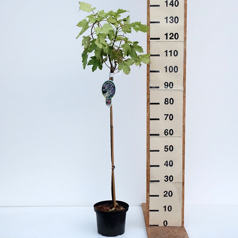 Ejemplar de Acer pseudoplatanus Simon-Louis Frères - Arce blanco Maceta 4L/5L entregado en otoño