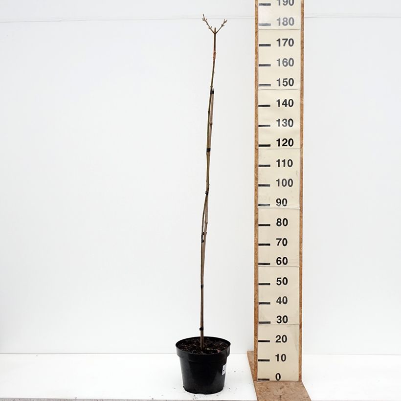 Acer pseudoplatanus Sunshine - Arce blanco Maceta 7,5L/10L, Tallo Ejemplar entregado en invierno