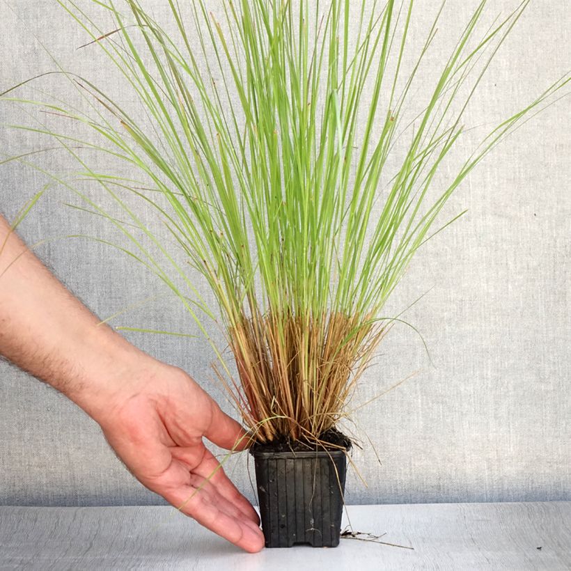 Ejemplar de Eragrostis curvula - Pasto amargo Maceta de 8/9 cm entregado en verano