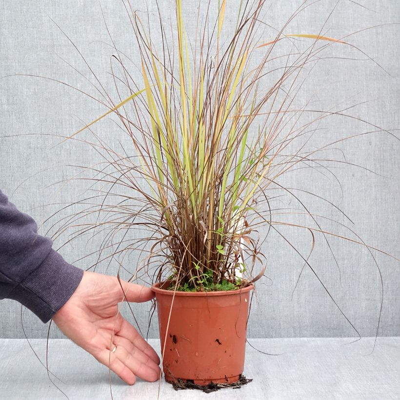 Ejemplar de Eragrostis trichodes - Pasto de rabo de zorro Maceta 1L/1,5L entregado en otoño