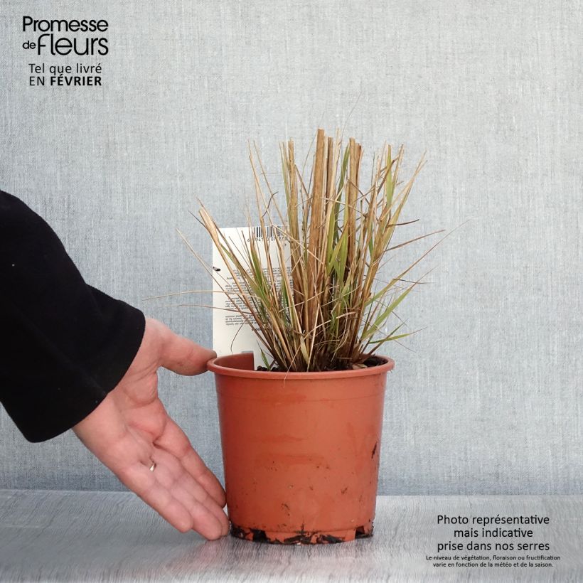 Eragrostis trichodes - Pasto de rabo de zorro Maceta 1L/1,5L Ejemplar entregado en invierno