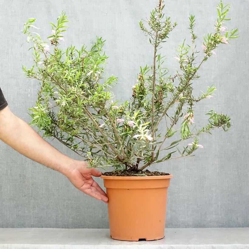 Eremophila laanii Maceta 7,5L/10L Ejemplar entregado en la primavera
