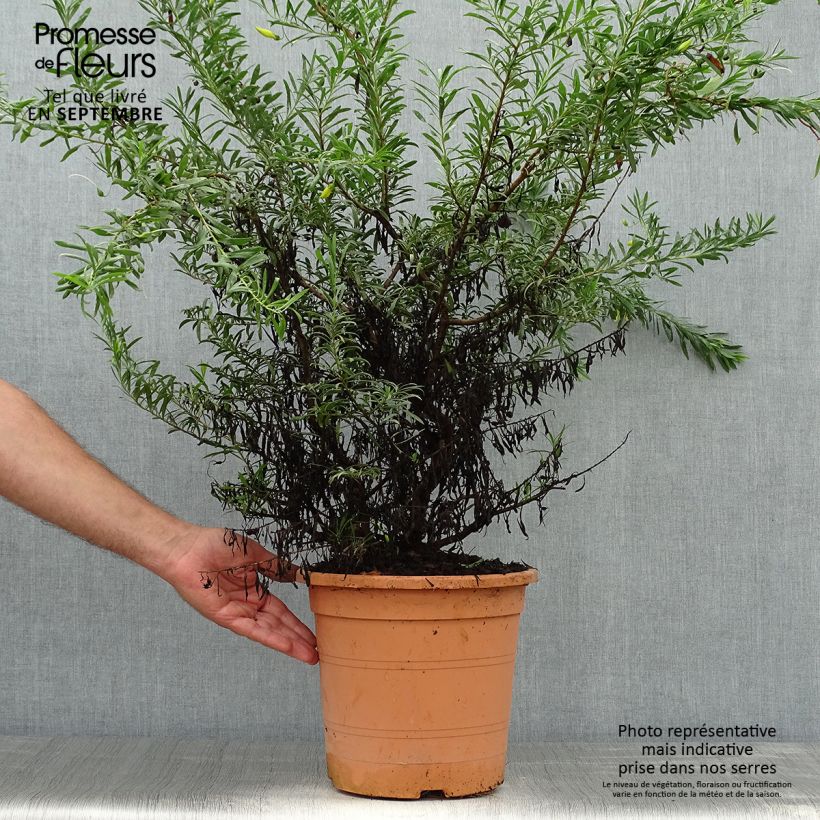 Ejemplar de Eremophila maculata Aurea Maceta 7,5L/10L entregado en otoño
