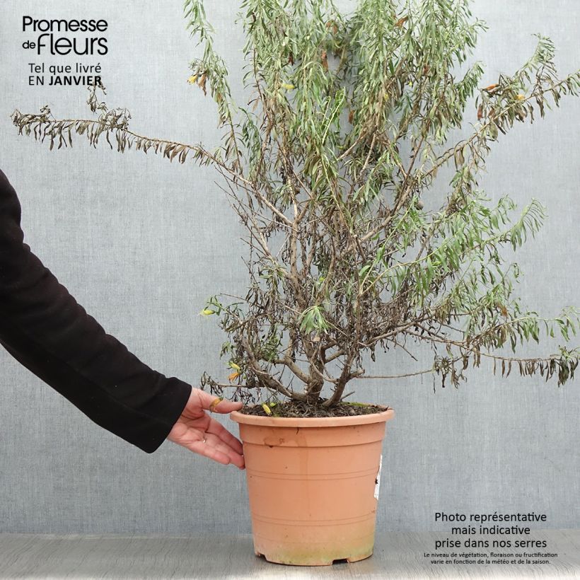 Eremophila maculata Aurea Maceta 7,5L/10L Ejemplar entregado en invierno