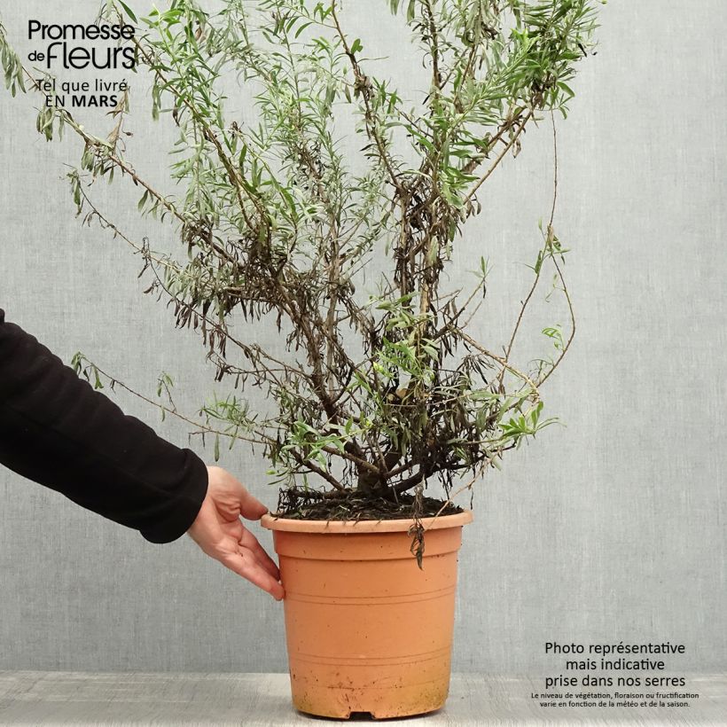 Eremophila maculata Aurea Maceta 7,5L/10L Ejemplar entregado en la primavera