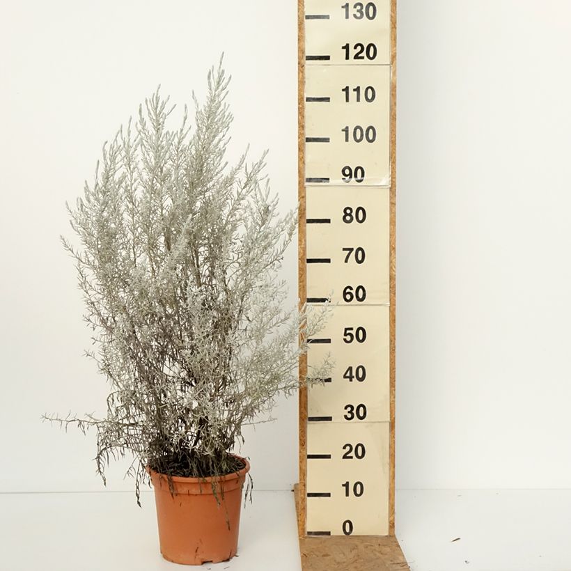 Ejemplar de Eremophila nivea Maceta 7,5L/10L entregado en otoño