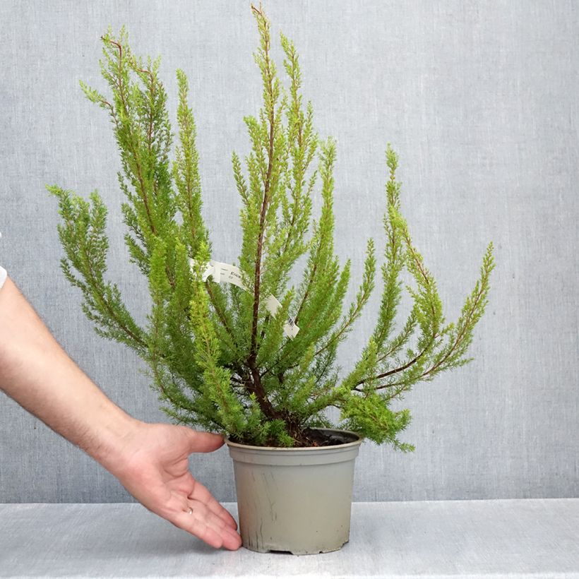 Ejemplar de Erica arborea Alpina - Brezo blanco Maceta 2L/3L entregado en otoño