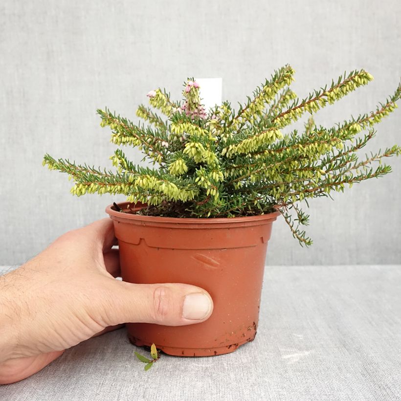 Ejemplar de Erica darleyensis Darley Dale - Brezo rosado Maceta 1L/1,5L entregado en otoño