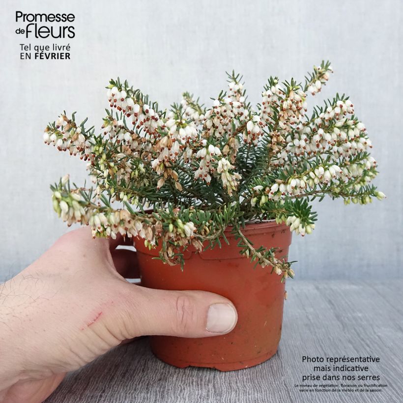 Erica darleyensis Darley Dale - Brezo rosado Maceta 1L/1,5L Ejemplar entregado en invierno