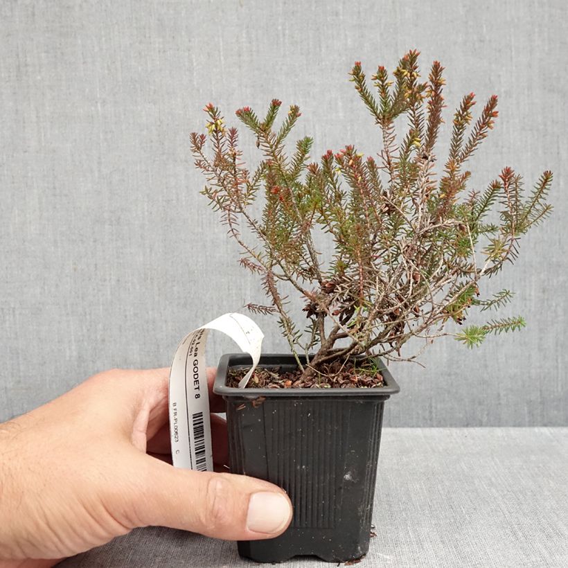 Ejemplar de Erica darleyensis Lea - Brezo rosado Maceta de 8/9 cm entregado en otoño