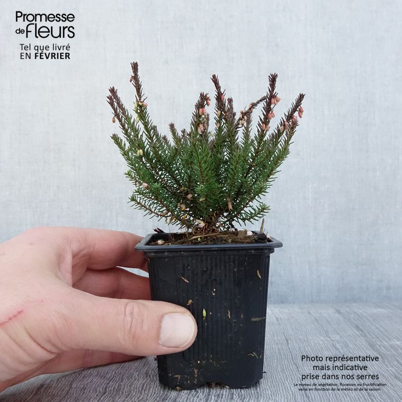 Erica darleyensis Lea - Brezo rosado Maceta de 8/9 cm Ejemplar entregado en invierno