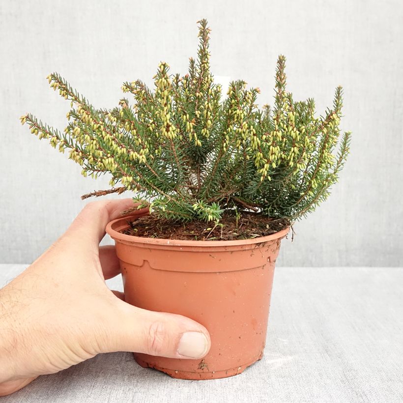 Ejemplar de Erica darleyensis Lea - Brezo rosado Maceta 1L/1,5L entregado en otoño