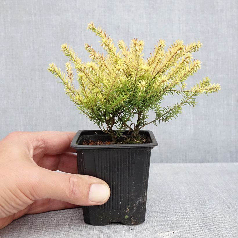 Ejemplar de Erica darleyensis Marie Helen - Brezo rosado Maceta de 8/9 cm entregado en otoño