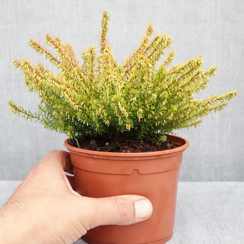 Ejemplar de Erica darleyensis Marie Helen - Brezo rosado Maceta 1L/1,5L entregado en otoño
