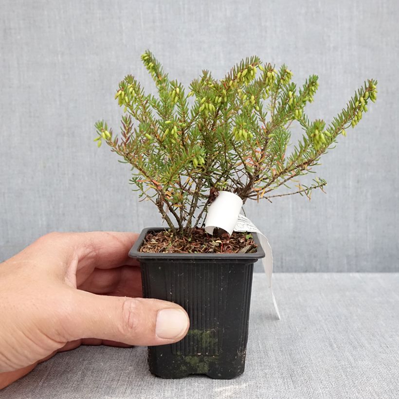 Ejemplar de Erica darleyensis Tyann - Brezo rosado Maceta de 8/9 cm entregado en otoño