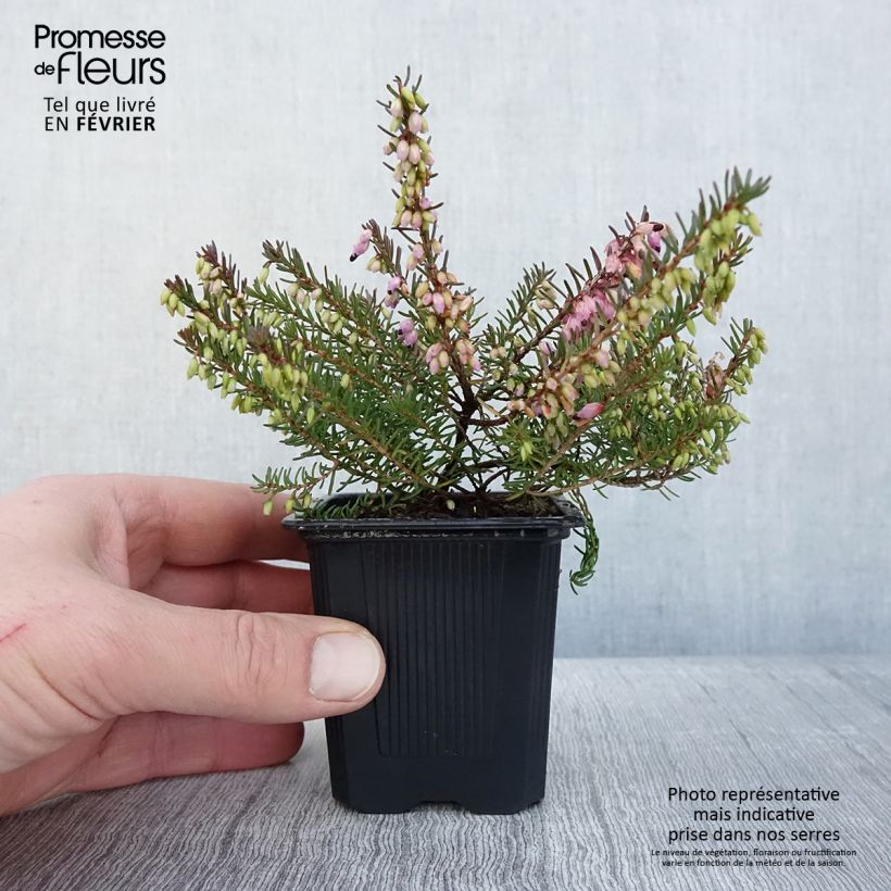 Erica darleyensis Tyann - Brezo rosado Maceta de 8/9 cm Ejemplar entregado en invierno