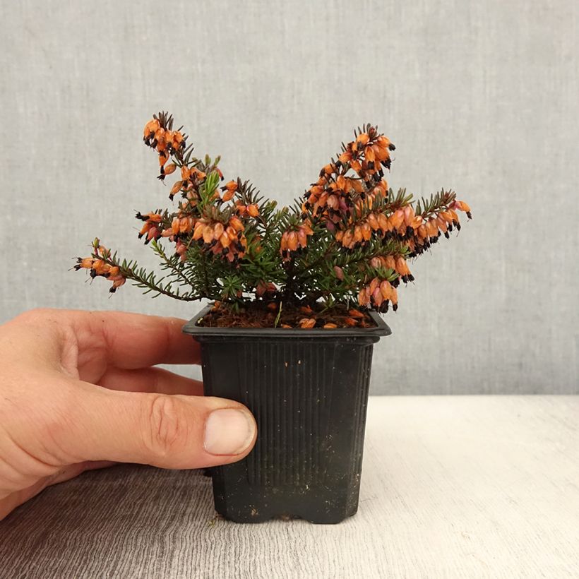 Erica darleyensis Tyann - Brezo rosado Maceta de 8/9 cm Ejemplar entregado en la primavera