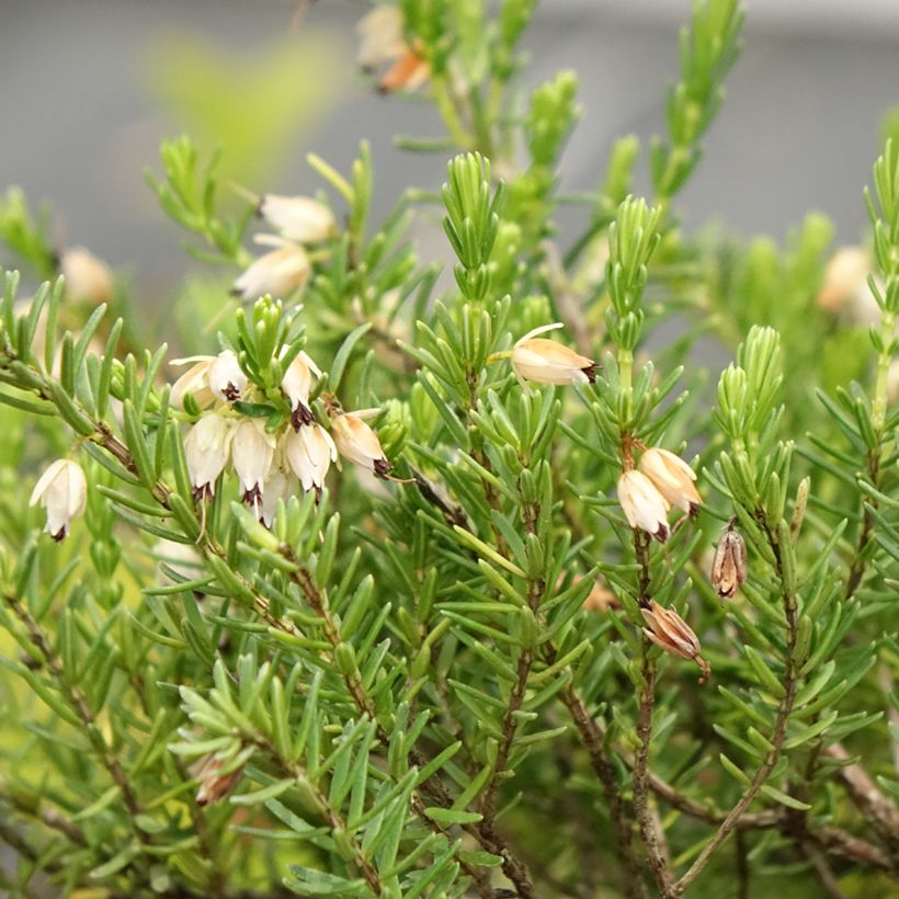 Erica darleyensis White Glow - Brezo rosado (Floración)