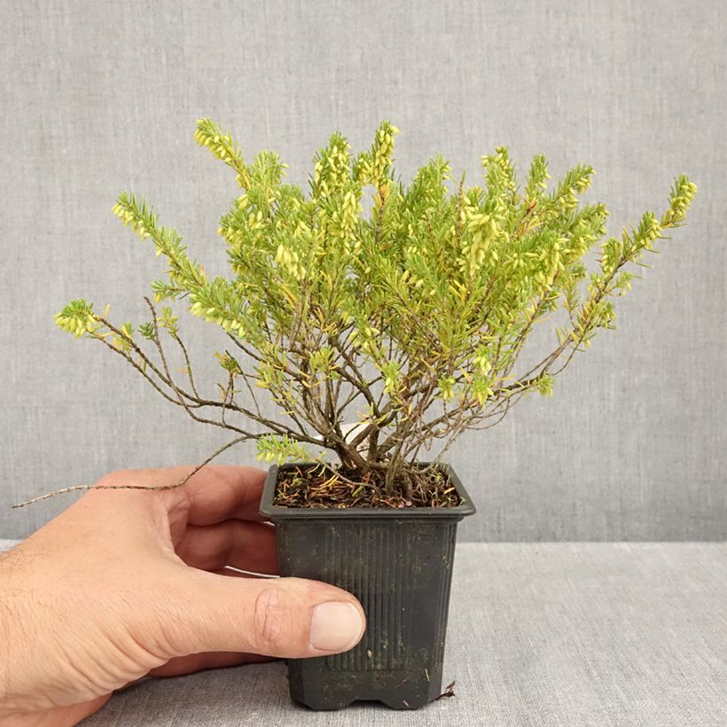Ejemplar de Erica darleyensis White Glow - Brezo rosado Maceta de 8/9 cm entregado en otoño