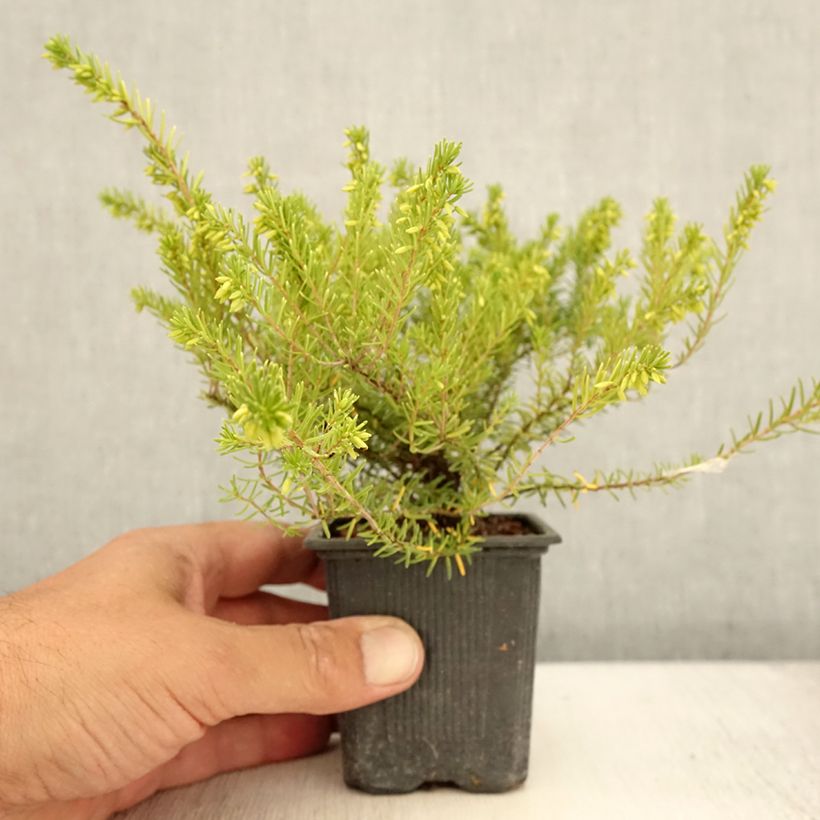 Ejemplar de Erica darleyensis White Glow - Brezo rosado Maceta de 8/9 cm entregado en verano