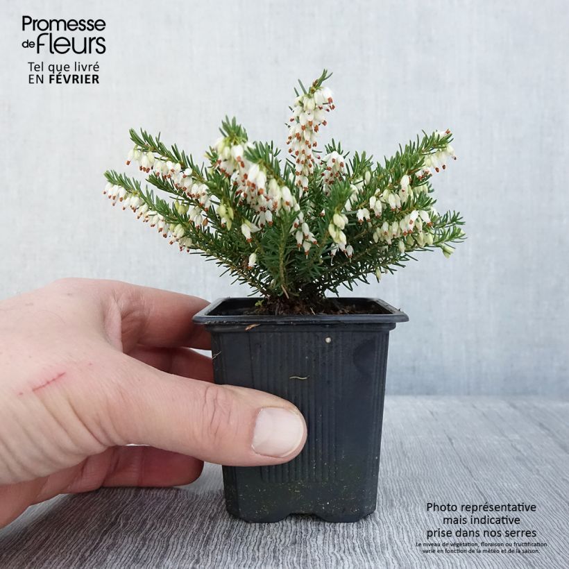 Erica darleyensis White Glow - Brezo rosado Maceta de 8/9 cm Ejemplar entregado en invierno