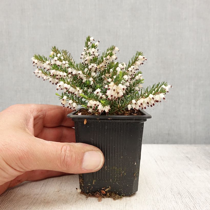 Erica darleyensis White Glow - Brezo rosado Maceta de 8/9 cm Ejemplar entregado en la primavera
