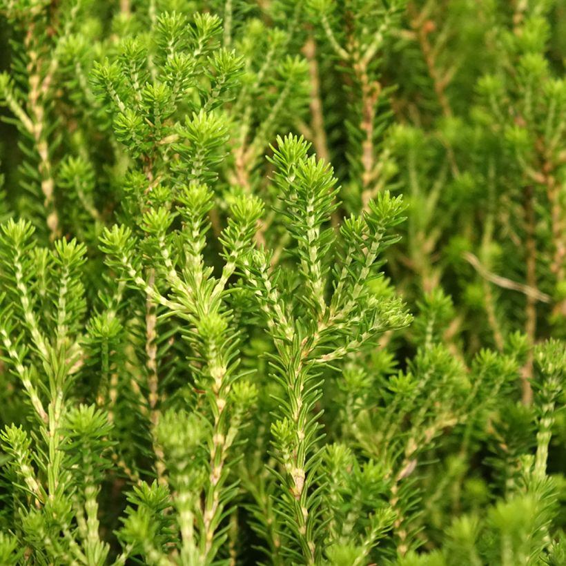 Erica terminalis - Brezo de turbera (Follaje)