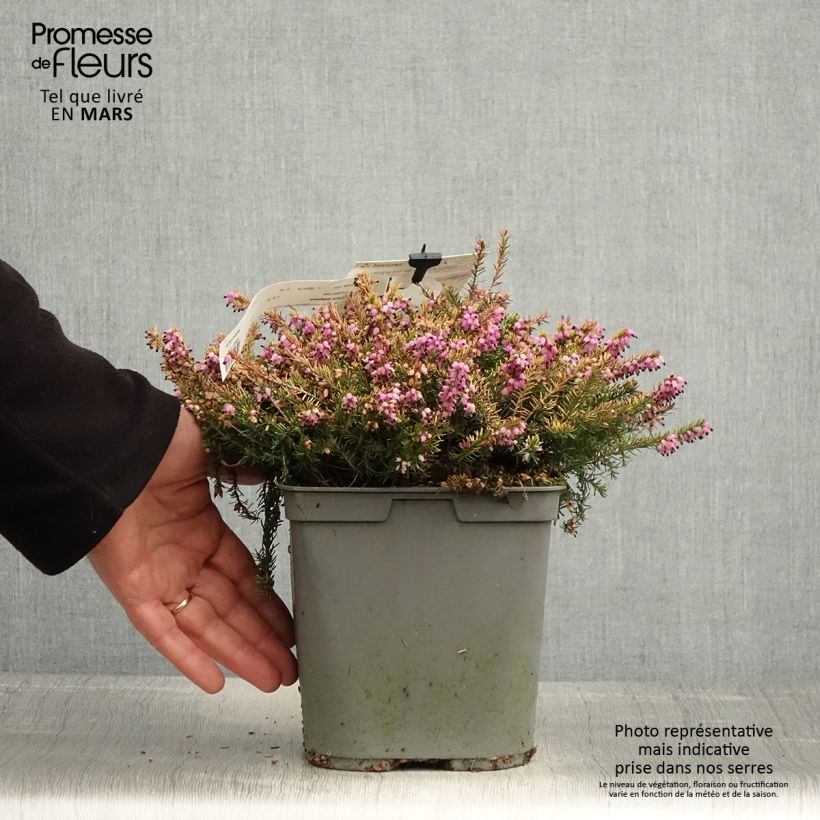 Erica darleyensis Eva Gold - Brezo rosado Maceta 3L/4L Ejemplar entregado en la primavera