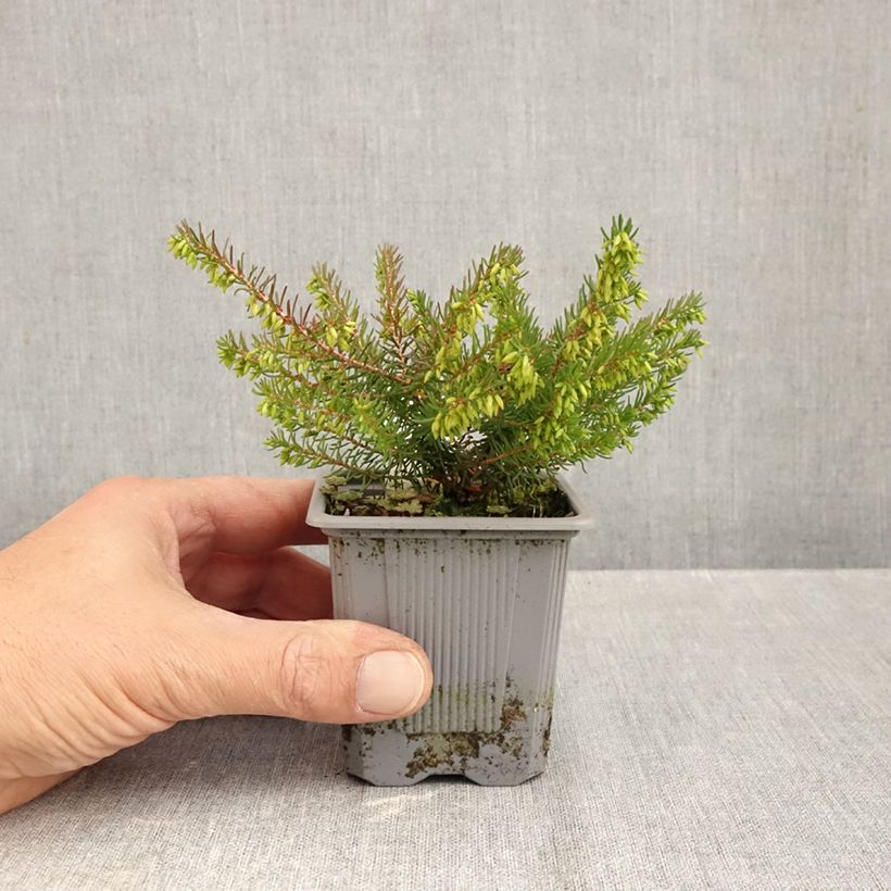 Ejemplar de Erica darleyensis Spring Surprise - Brezo rosado Maceta de 8/9 cm entregado en otoño