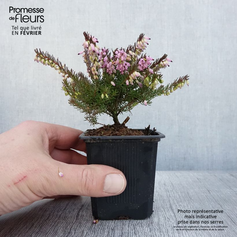 Erica darleyensis Spring Surprise - Brezo rosado Maceta de 8/9 cm Ejemplar entregado en invierno