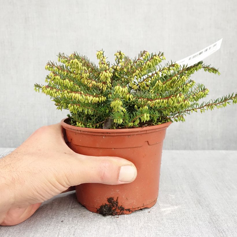 Ejemplar de Erica darleyensis Spring Surprise - Brezo rosado Maceta 1L/1,5L entregado en otoño