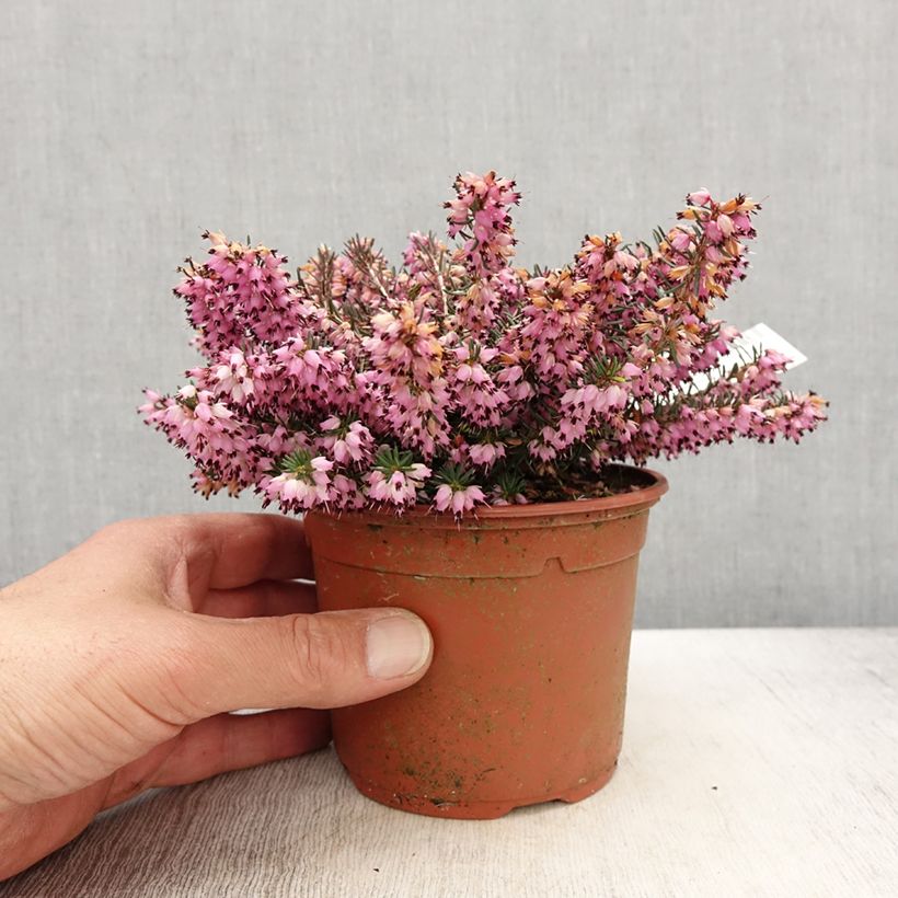 Erica darleyensis Spring Surprise - Brezo rosado Maceta 1L/1,5L Ejemplar entregado en la primavera