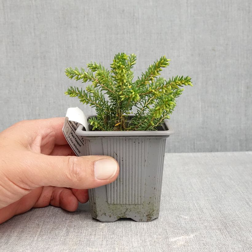 Ejemplar de Erica darleyensis Winter Belles Katia - Brezo rosado Maceta de 8/9 cm entregado en otoño