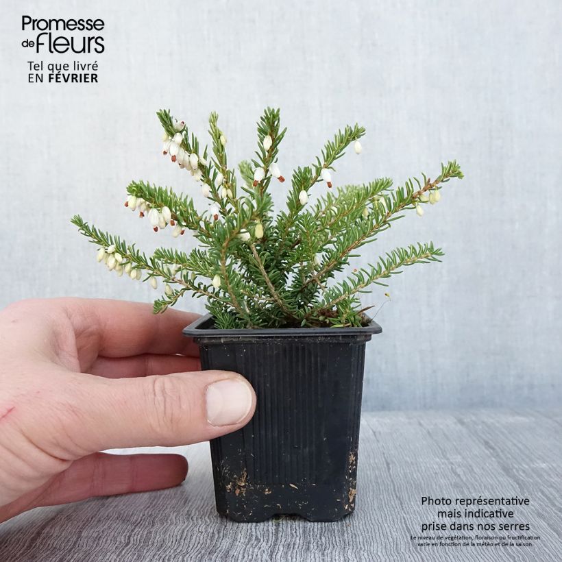 Erica darleyensis Winter Belles Katia - Brezo rosado Maceta de 8/9 cm Ejemplar entregado en invierno