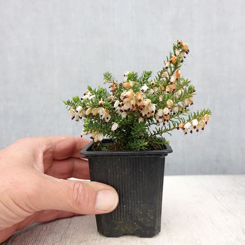 Erica darleyensis Winter Belles Katia - Brezo rosado Maceta de 8/9 cm Ejemplar entregado en la primavera