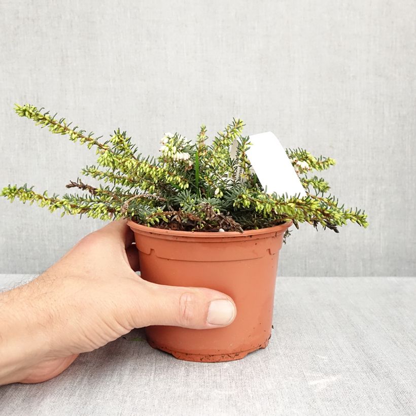 Ejemplar de Erica darleyensis Winter Belles Katia - Brezo rosado Maceta 1L/1,5L entregado en otoño