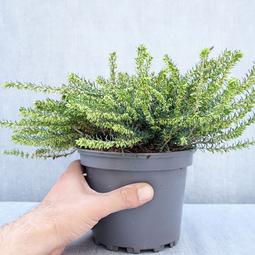 Ejemplar de Erica darleyensis Winter Belles Katia - Brezo rosado Maceta 2L/3L entregado en otoño