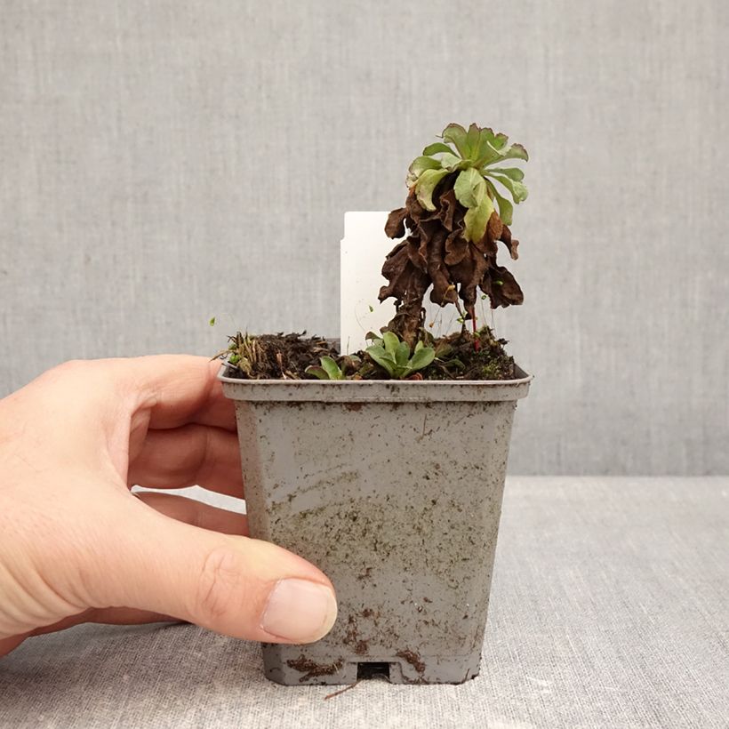 Erigeron glaucus Sea Breeze - Margarita glauca Maceta de 8/9 cm Ejemplar entregado en invierno