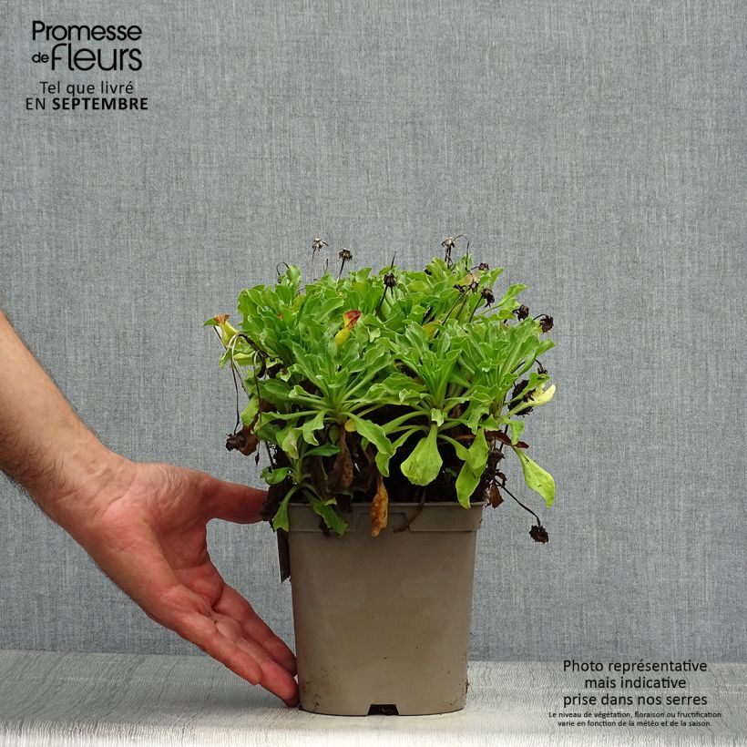 Ejemplar de Erigeron glaucus Sea Breeze - Margarita glauca Maceta 2L/3L entregado en otoño