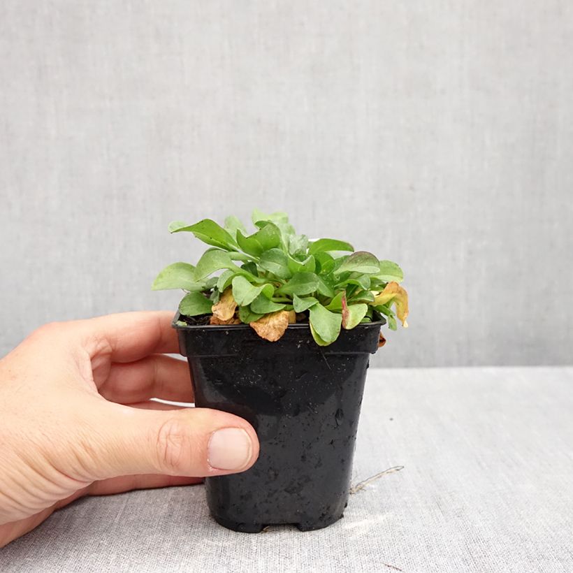 Ejemplar de Erigeron glaucus - Margarita glauca Maceta de 8/9 cm entregado en otoño