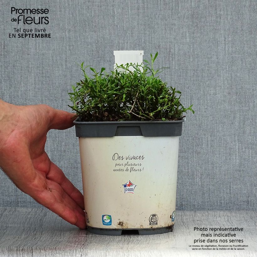 Ejemplar de Erigeron karvinskianus - Margarita cimarrona Maceta 2L/3L entregado en otoño